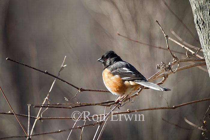 Male Eastern Towhee