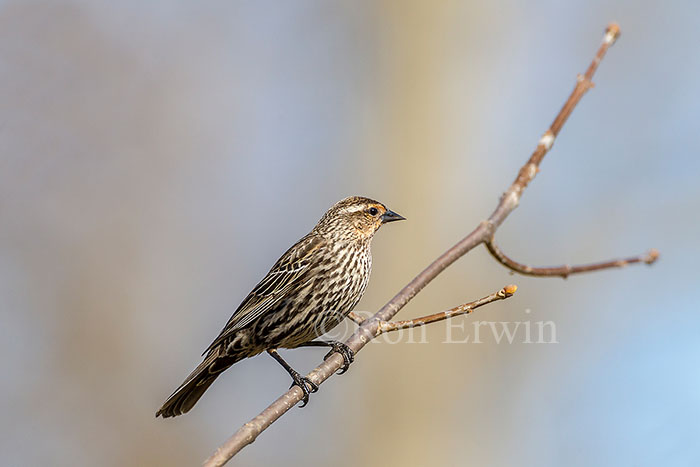 Female Red-winged Blackbird