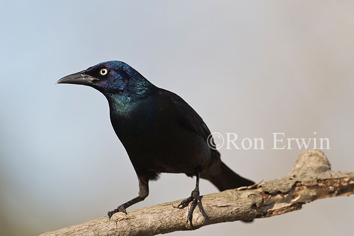 Common Grackle