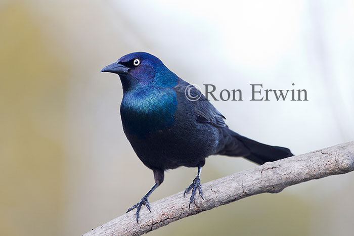 Common Grackle