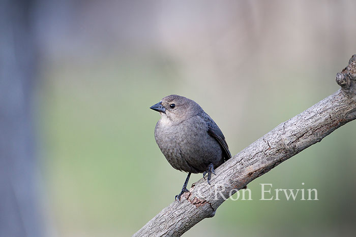 Female Brown-headed Cowbird