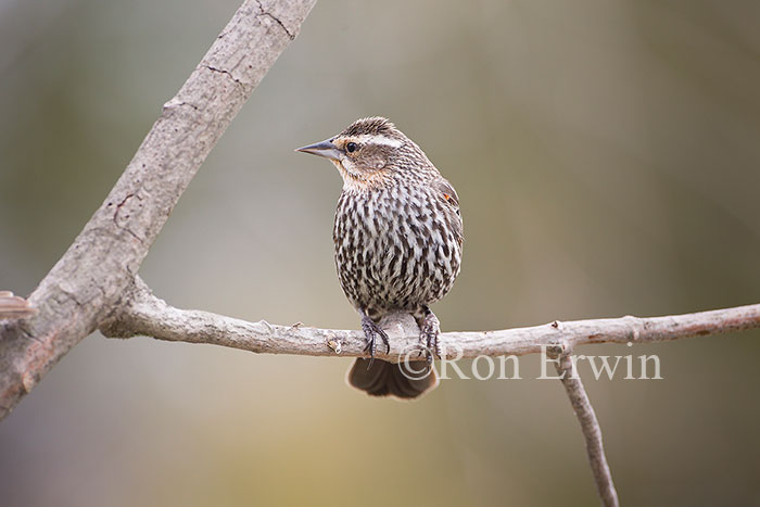 Female Red-winged Blackbird