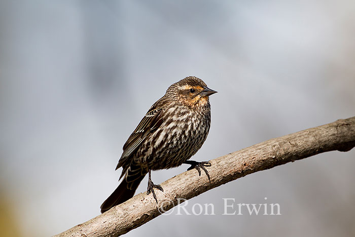 Female Red-winged Blackbird
