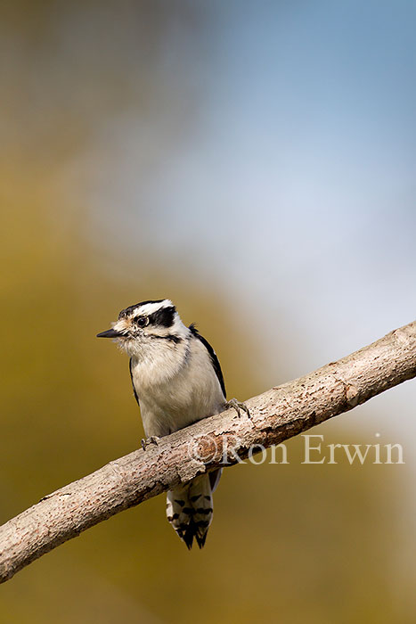 Female Downy Woodpecker