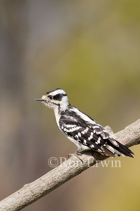 Female Downy Woodpecker