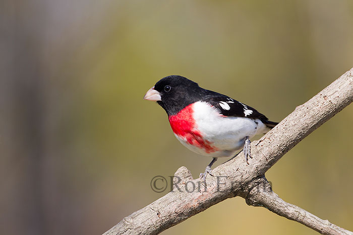 Rose-breasted Grosbeak Male