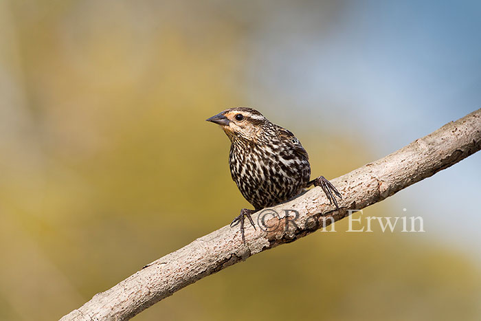 Female Red-winged Blackbird