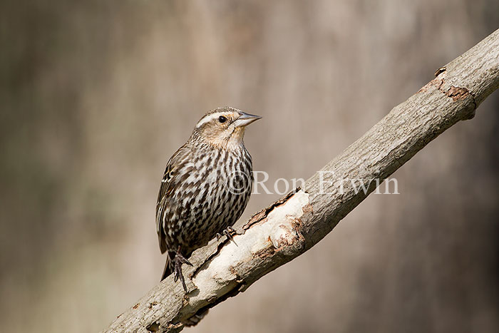 Female Red-winged Blackbird