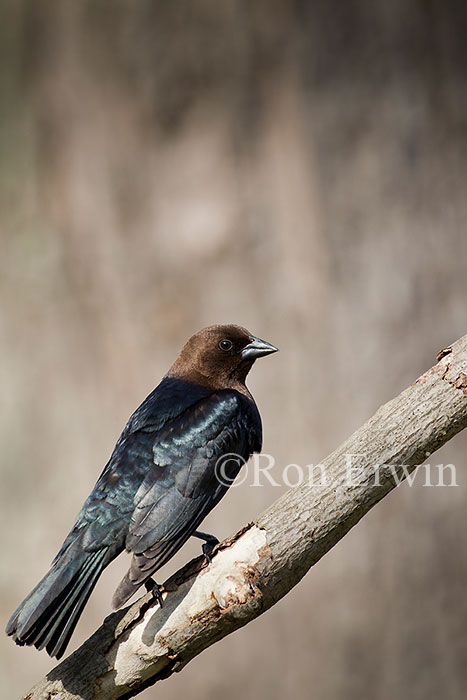 Male Brown-headed Cowbird