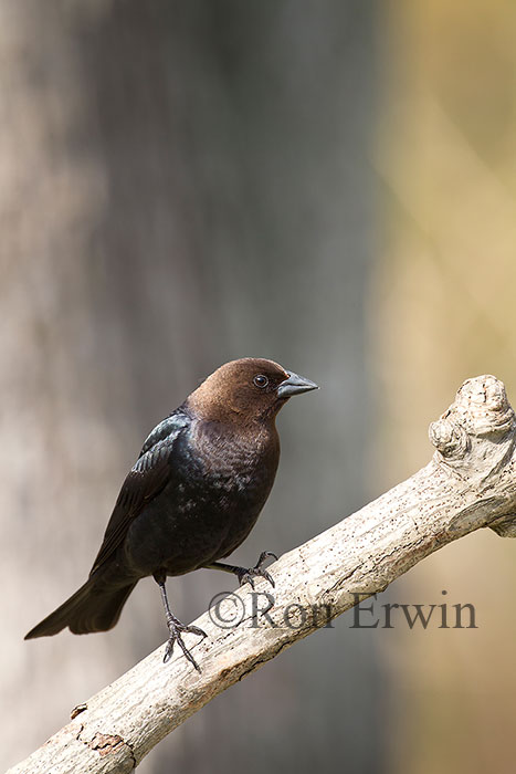 Male Brown-headed Cowbird