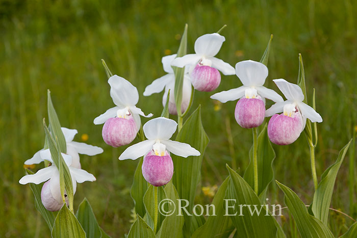 Showy Lady's Slippers
