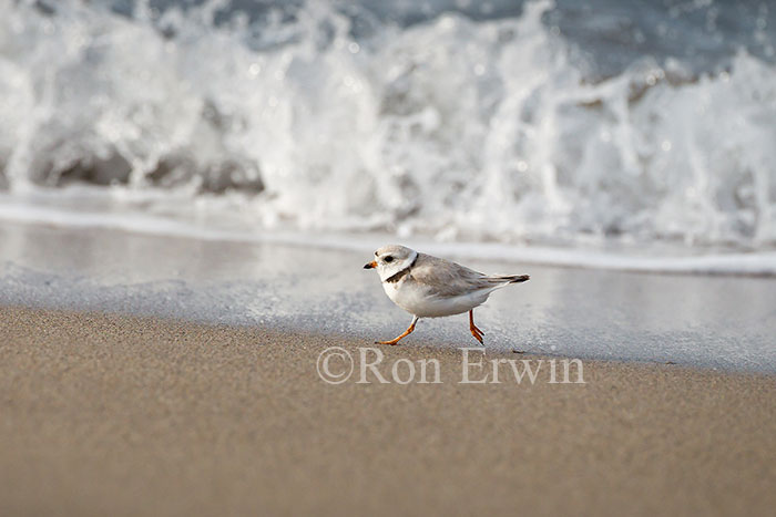 Piping Plover Running