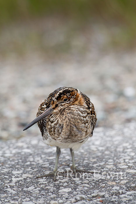 Wilson's Snipe
