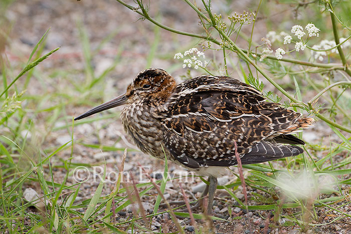Wilson's Snipe
