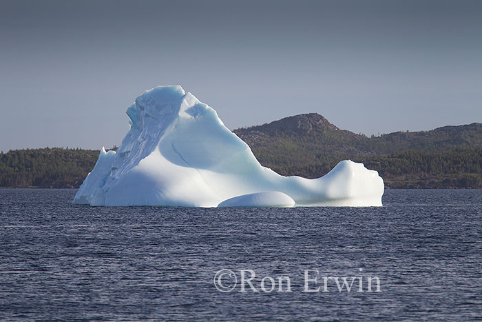 Iceberg