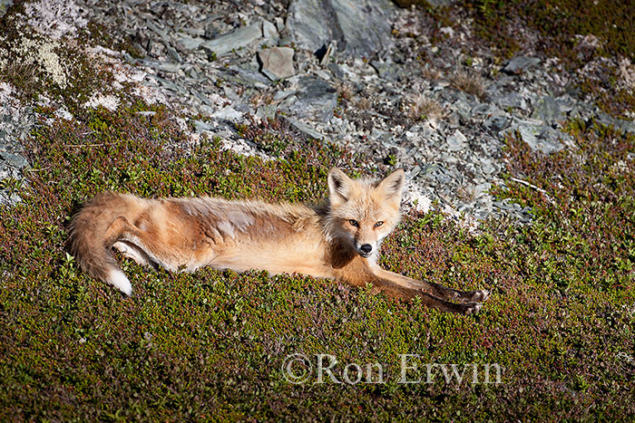 Red Fox