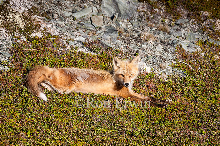 Red Fox