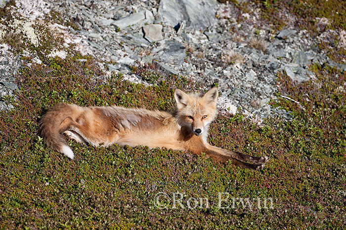 Red Fox