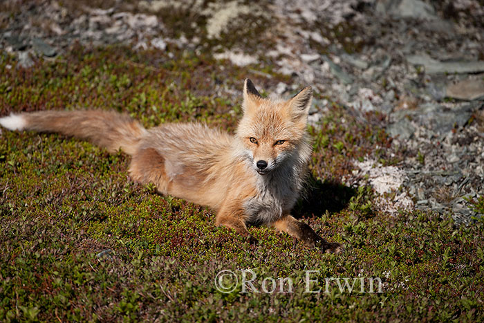 Red Fox
