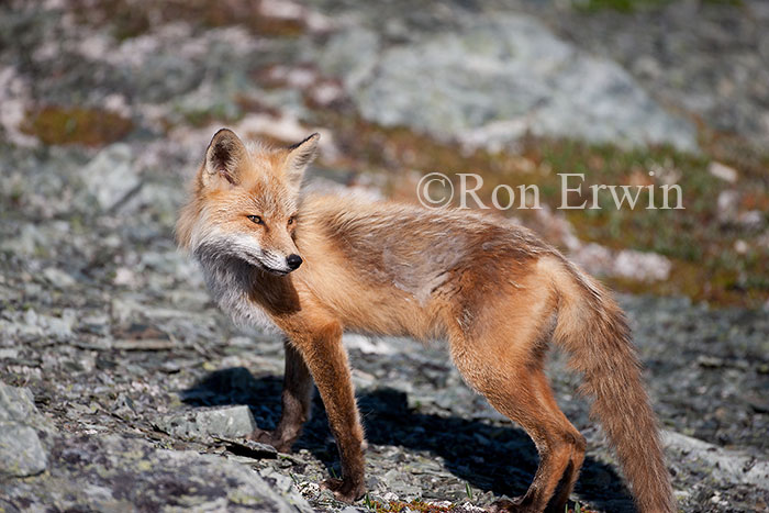 Red Fox