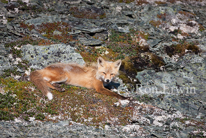 Red Fox