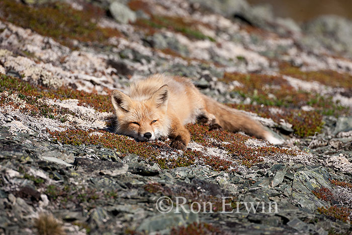 Red Fox