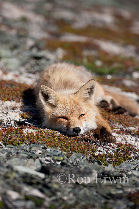 Red Fox