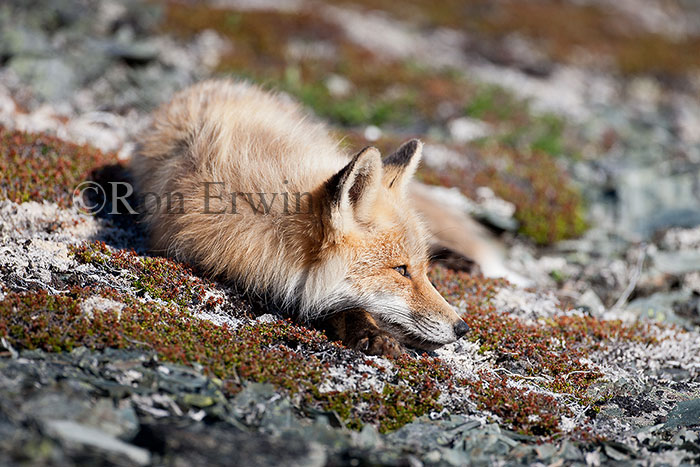 Red Fox