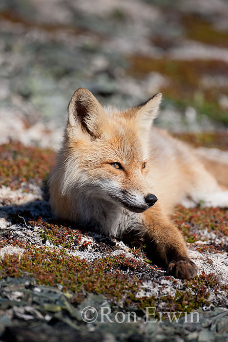 Red Fox