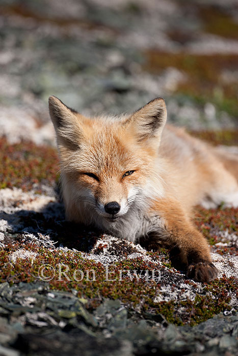 Red Fox