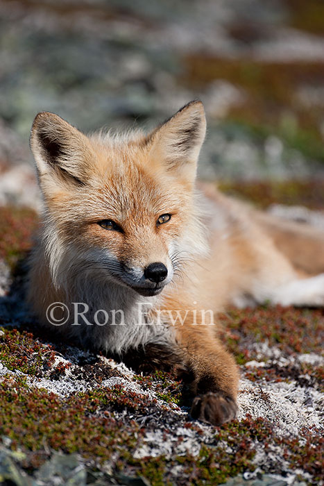 Red Fox