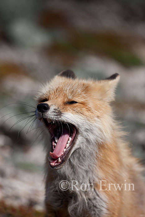 Yawning Red Fox