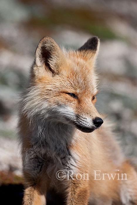 Red Fox