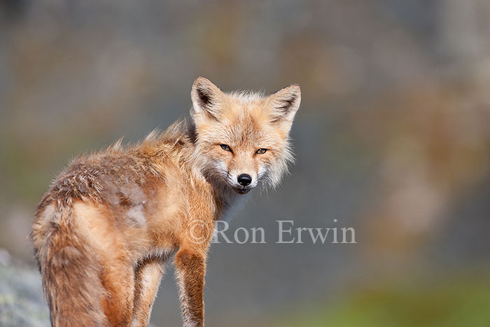 Red Fox