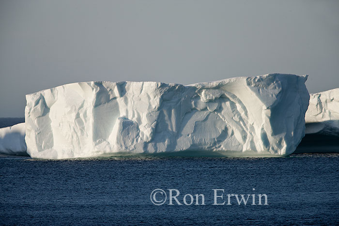 Iceberg Alley