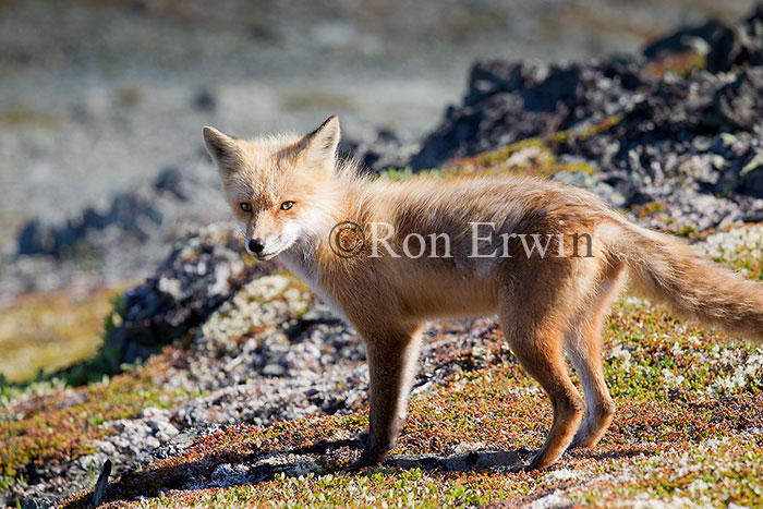 Red Fox