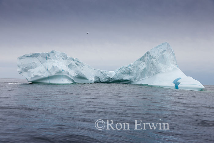 Iceberg Alley