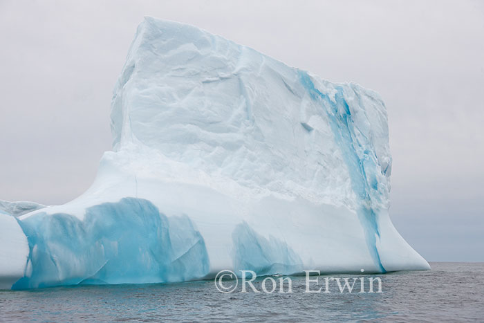 Iceberg Alley