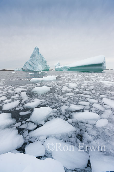 Iceberg Alley