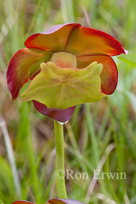 Pitcher Plant