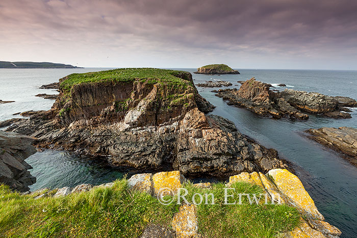 Elliston Point Puffin Site, Newfoundland