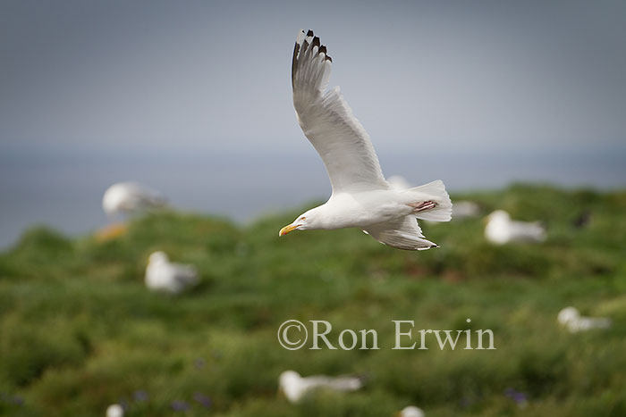 Herring Gull in Flight