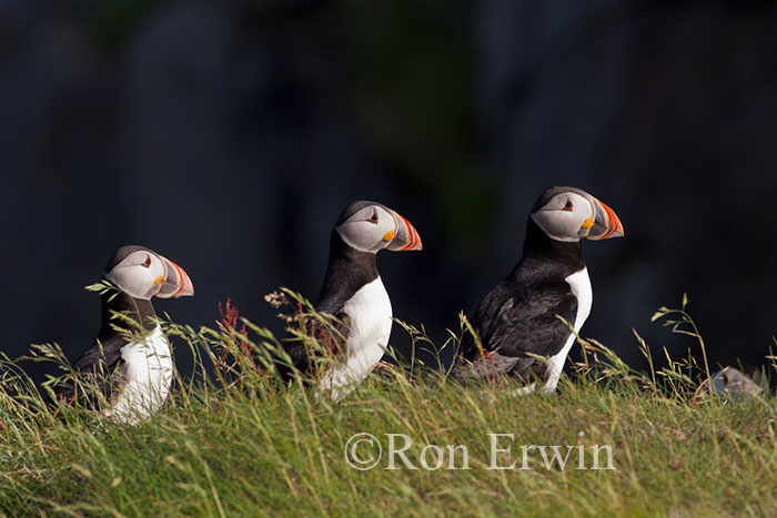 Atlantic Puffin