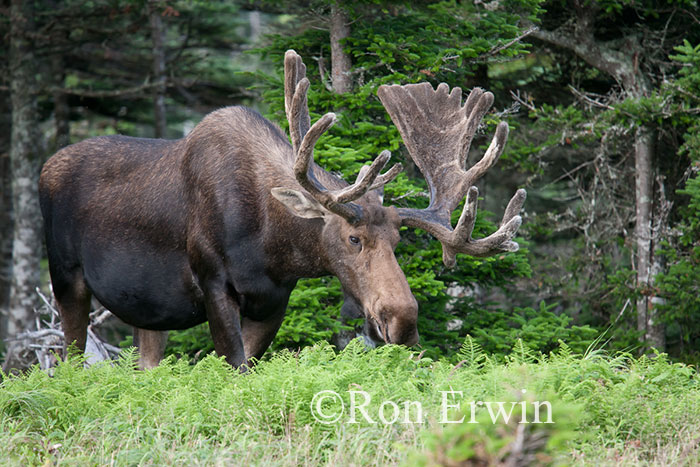 Bull Moose
