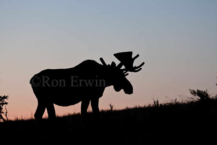 Bull Moose Silhouette