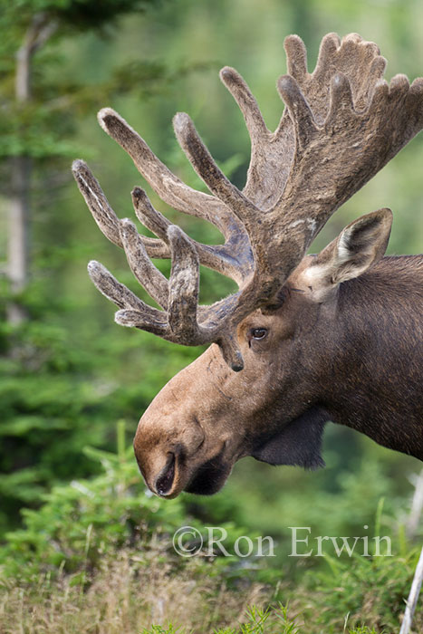 Bull Moose