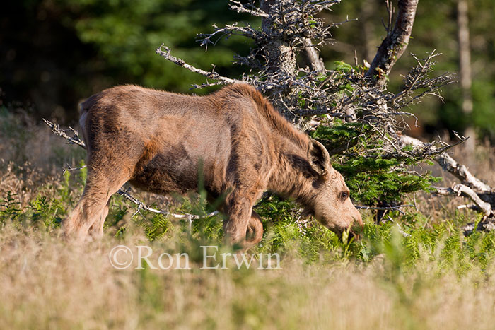 Moose Calf