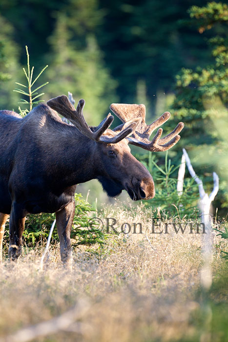 Bull Moose