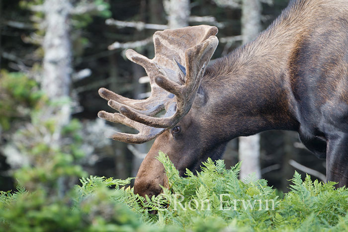 Large Bull Moose