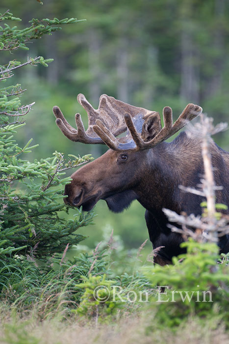 Large Bull Moose